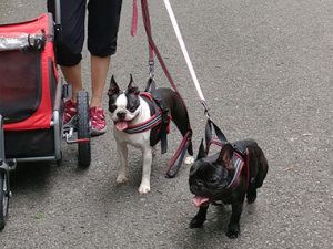 dog walking services near me