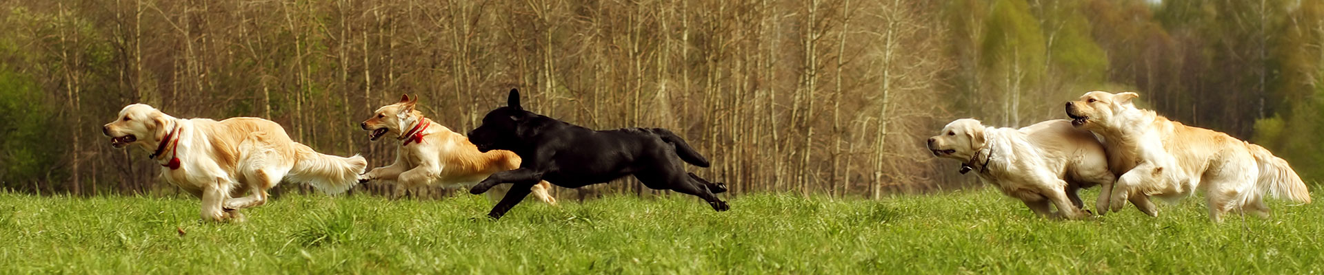 Contact The Strutting Pooch Pet Sitters Near Me And Dog Poop Removal Contact The Strutting Pooch Pet Sitters Near Me And Dog Poop Removal